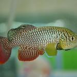 N.furzeri Bala-Bala MZCS 08-122