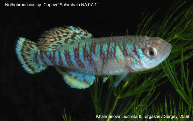 Nothobranchius sp. Caprivi 'Salambala NA 07-1' самец