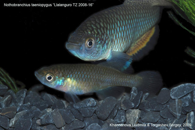 Nothobranchius taeniopygus 'Llalanguro TZ 2008-16' пара