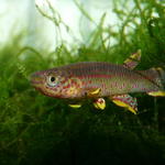 A.christyi Kisangani 2003