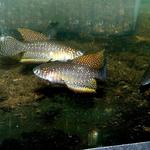 Simpsonichthys whitei (1)