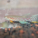 A.campomaanense ABK 07/181