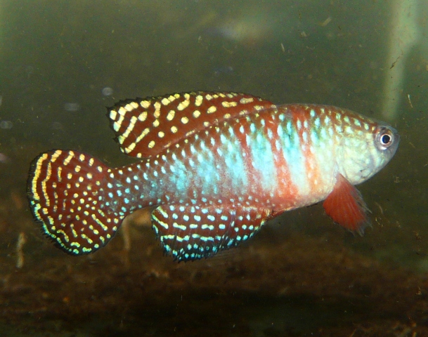 Simpsonichthys picturatus 'Ibotirama BSFS 08-02' 