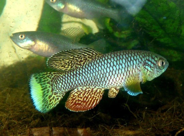 N.furzeri 'Mazimechopes River MOZ 04-13' 