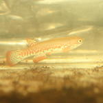 Rivulus spec. Paryagi