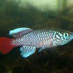 N. kilomberoensis FTZ 10-18 (2)