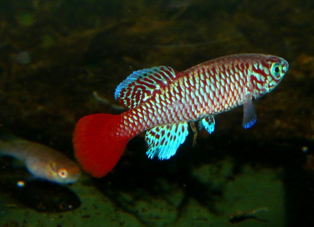 N. kilomberoensis FTZ 10-18 ..