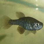 Simpsonichthys santanae 'TT' F  