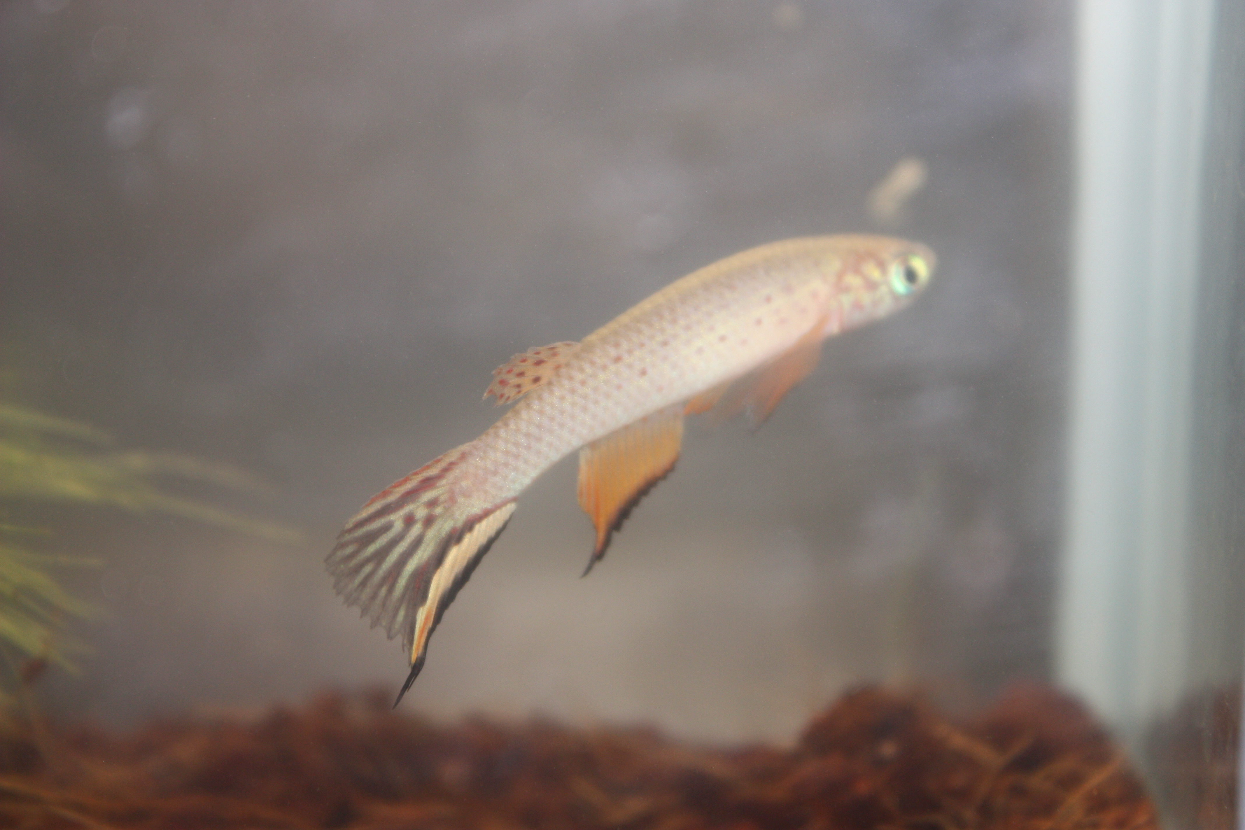 Aphyolebias schleseri Rio Itaya, KCA 2008-08