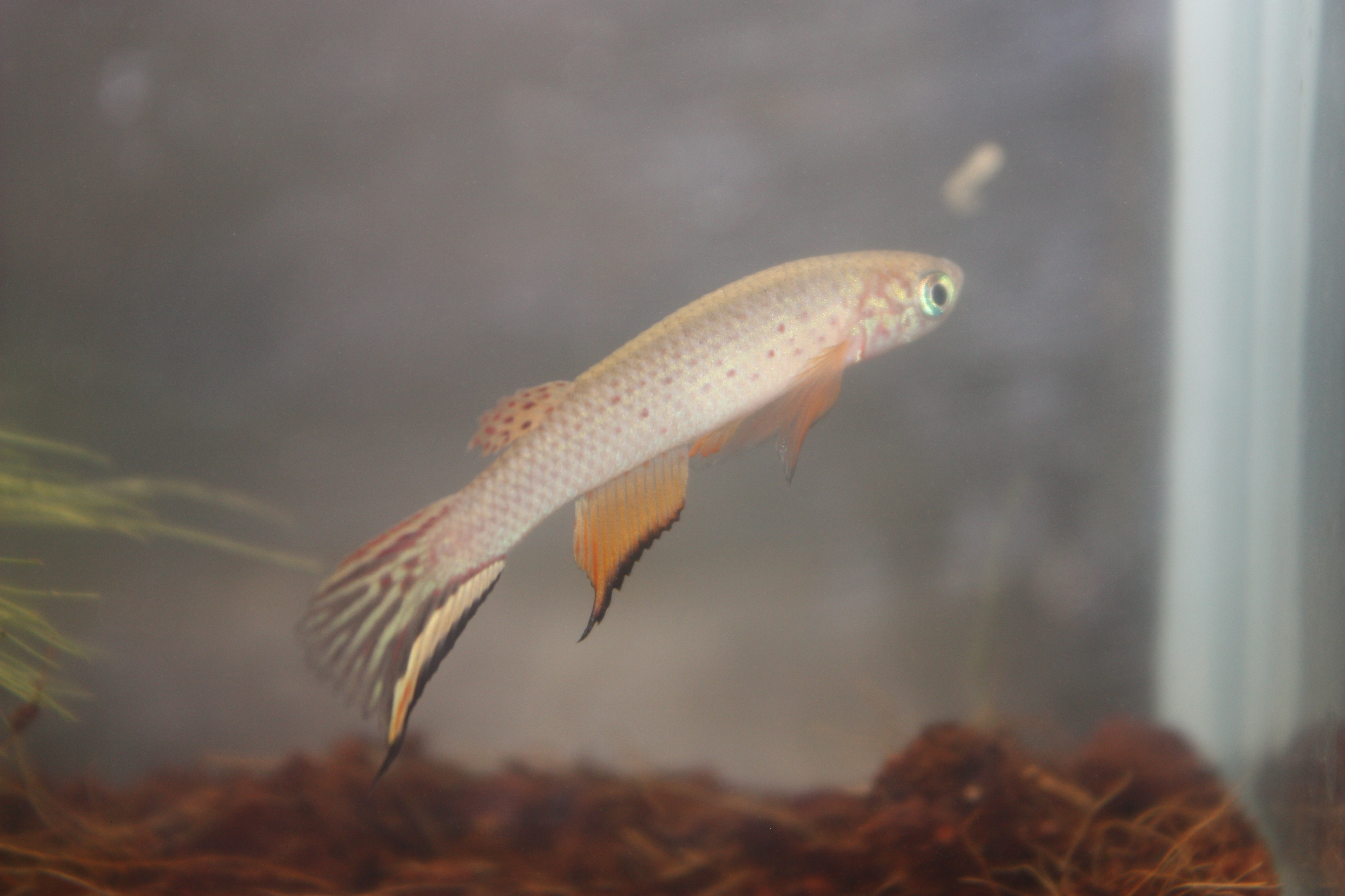 Aphyolebias schleseri Rio Itaya, KCA 2008-08.