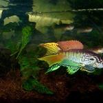 Fp.sjoestedti 'Niger Delta'