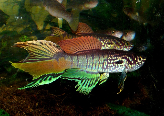 Fp.sjoestedti 'Niger Delta' .