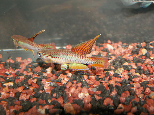 A.(Chr) bitaeniatum DDR-stamm