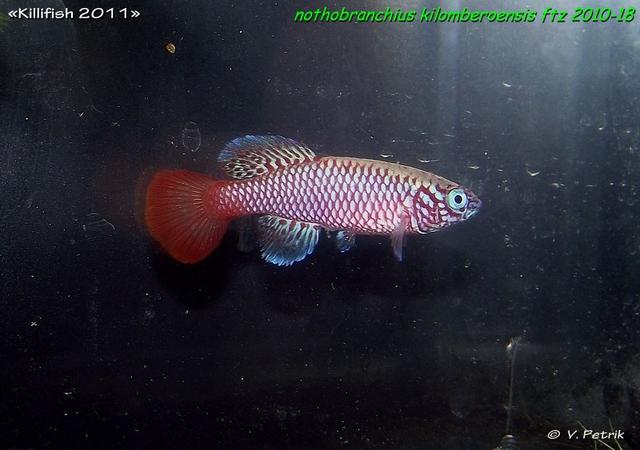 Nothobranchius kilomberoensis FTZ 2010-18