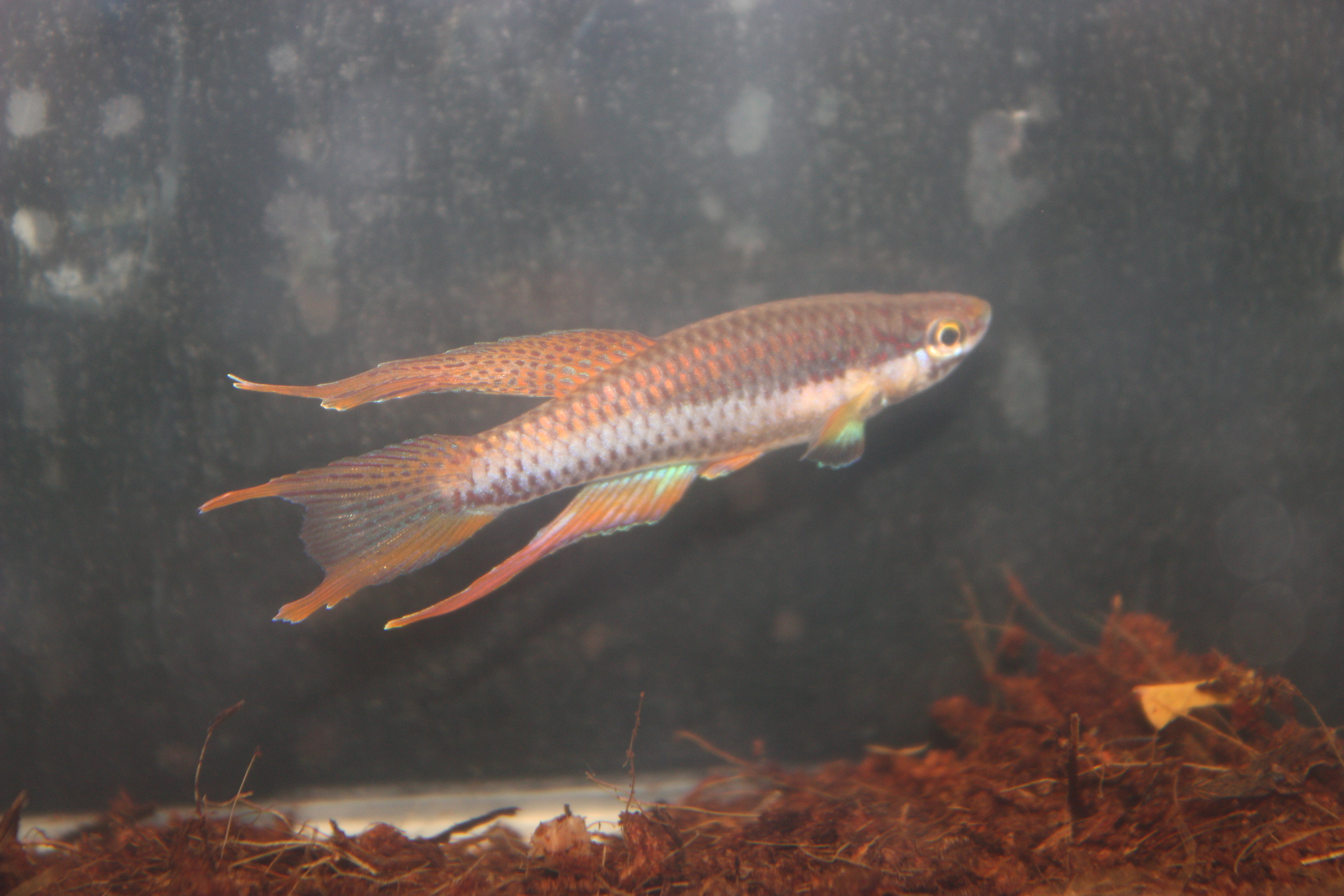 Chromaphyosemion bitaeniatum 'Afanyangan TMBB 90-13'