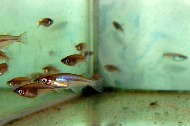 Oryzias woworae 'Muna Island' (1)