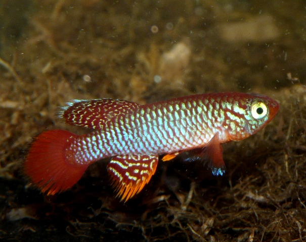 N.flammicomantis Kisaki TAN 1995-05. (1)
