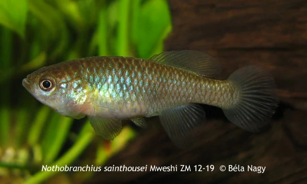 N.sainthousei Mweshi ZM 12-19 wild female.png