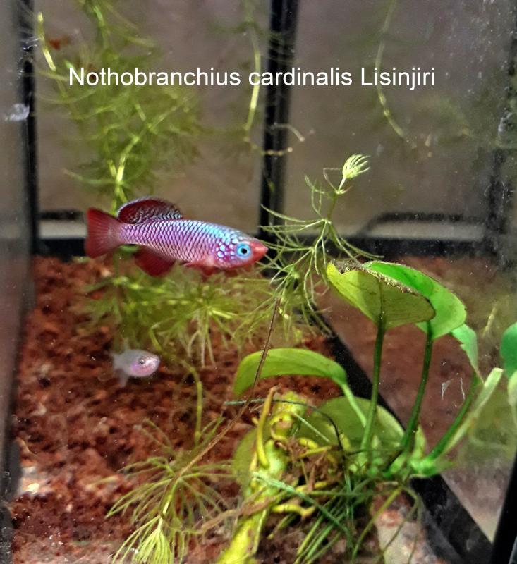 Nothobranchius cardinalis Lisinjiri.jpg