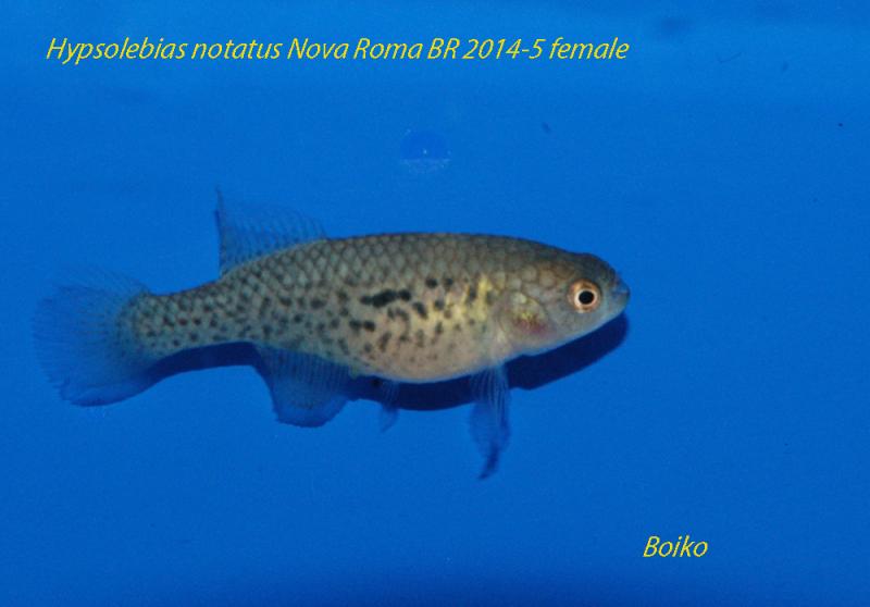 Hypsolebias notatus Nova Roma BR 2014-5 female 2                        .jpg