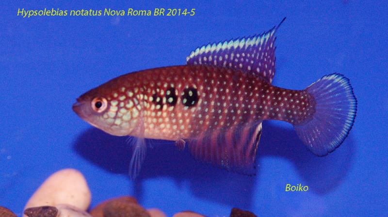 Hypsolebias notatus Nova Roma BR 2014-5_Boiko_22.jpg
