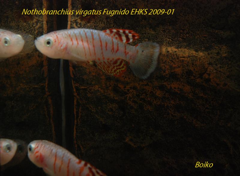 Nothobranchius virgatus Fugnido EHKS 2009-01_0597_Boiko.jpg