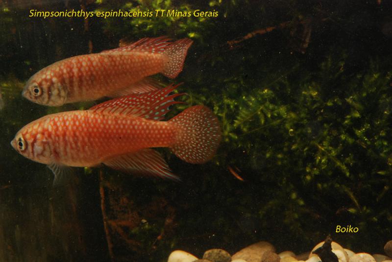 Simpsonichthys espinhacensis TT Minas Gerais_Boiko_0229.jpg