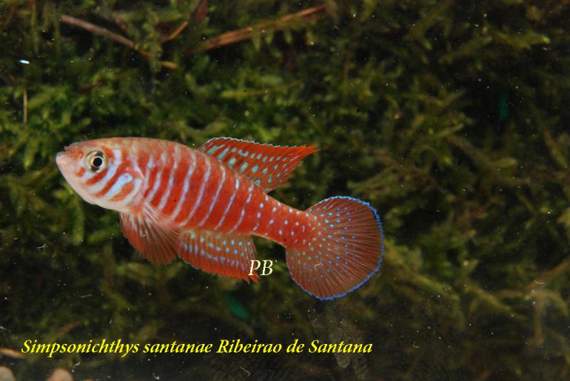 Simpsonichthys santanae Ribeirao de Santana_Boiko.jpg